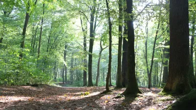 Waldbaden | Gesundheit aus dem Wald | mittwochs